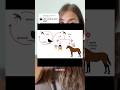 Cos’è la West Nile? #horse #equestrian #curiosità