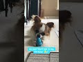 Tried to get him to eat his food - he’d rather play with his XS Kong toy 🤦🏼♀️ #puppylife #dog