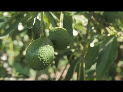 Video: Potatoes Lapot: Descripción De La Variedad Con Fotos, Reglas De Cultivo