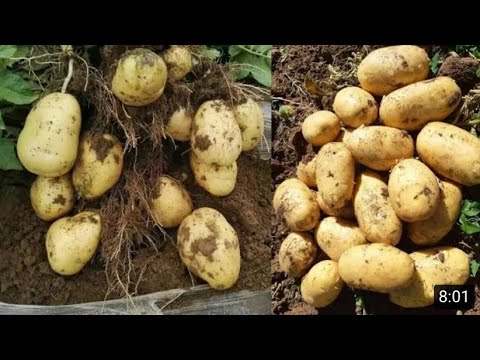 Vidéo: Les acteurs du marché des valeurs mobilières et leur rôle