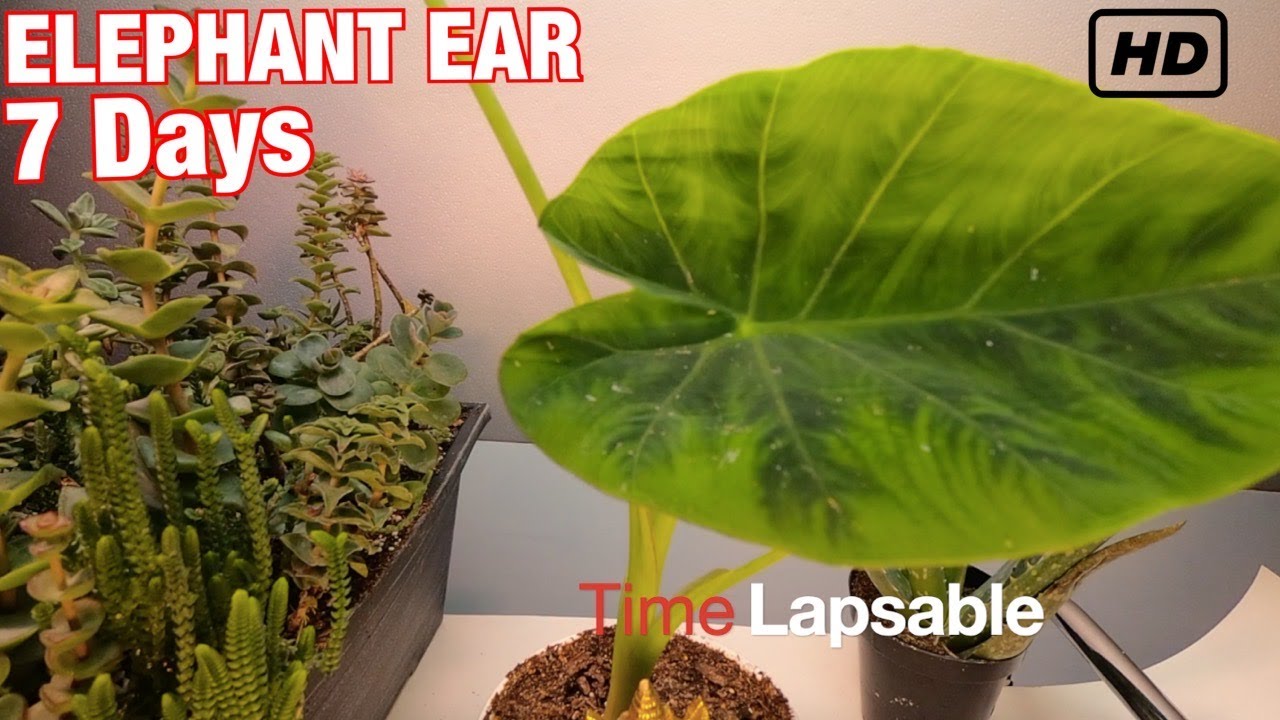 ELEPHANT EAR OPENING TIMELAPSE Time Lapsable calocasia esculenta 