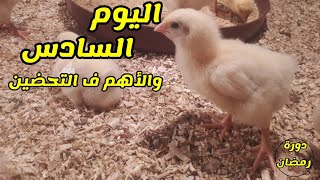 مشروع #تربية الدواجن في المنزل اليوم السادس #دورة رمضان #مهم جدا #للمبتدئين