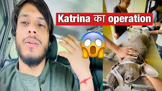 Americanbully Dog - Katrina क Operation Hoga Ajj Manpreet Singh Vlogs