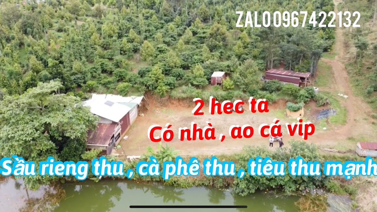 Cần bán 2 ha có nhà ao hồ đầy đủ 300 gốc sầu riêng 2000 cà phê thu chính 1000 gốc cao 1500 hồ tiêu