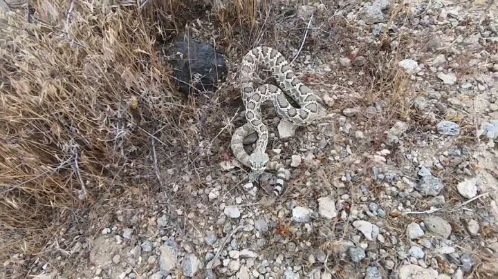 Mojave Green RattleSnake. Young but very deadly.