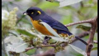 Birding southern Ecuador (silent slideshow 480p)