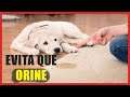 Cómo evitar que mi perro orine en casa