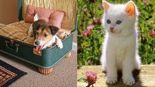 Cutes cats| Cutest dog & cat in the world | Cute dogs clips #13 by The Secret Life Of Pets 2,379 views 6 years ago 6 minutes, 14 seconds