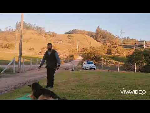Romildo Adestrador …adestrando cães em Braço do norte e região !! 🦮🐕‍🦺🐕🐩 🥎Cel = 996068271
