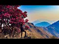 Rhododendron   trek       nepal  best offbeat   
