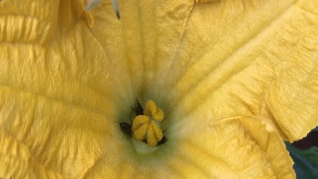 bee drinking nectar from flower