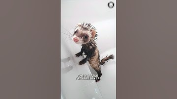 Ferrets 🌪 Furry Mischievous Tornadoes!