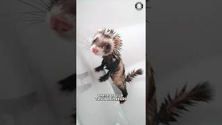 Ferrets 🌪 Furry Mischievous Tornadoes!