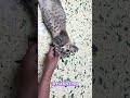 Brushing Cat Nanduu Love Song Tamilsong Brushing Cat Nanduu Love Song Tamilsong