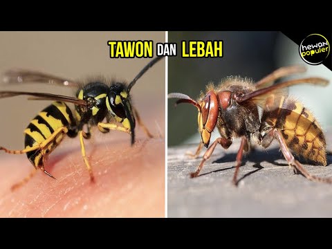 Video: Perbedaan Antara Tawon Dan Lebah