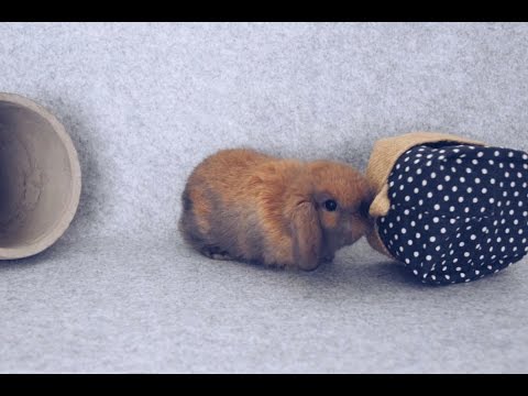 Little Speed Demon - Cute Baby Tort Bunny Can't Decide Where To Go