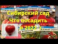 Какие томаты от Сибирского сада советую посадить, обзор сортов для теплицы и открытого грунта