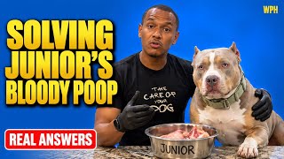 Working Through My Dogs Bloody Poop (Junior Update)