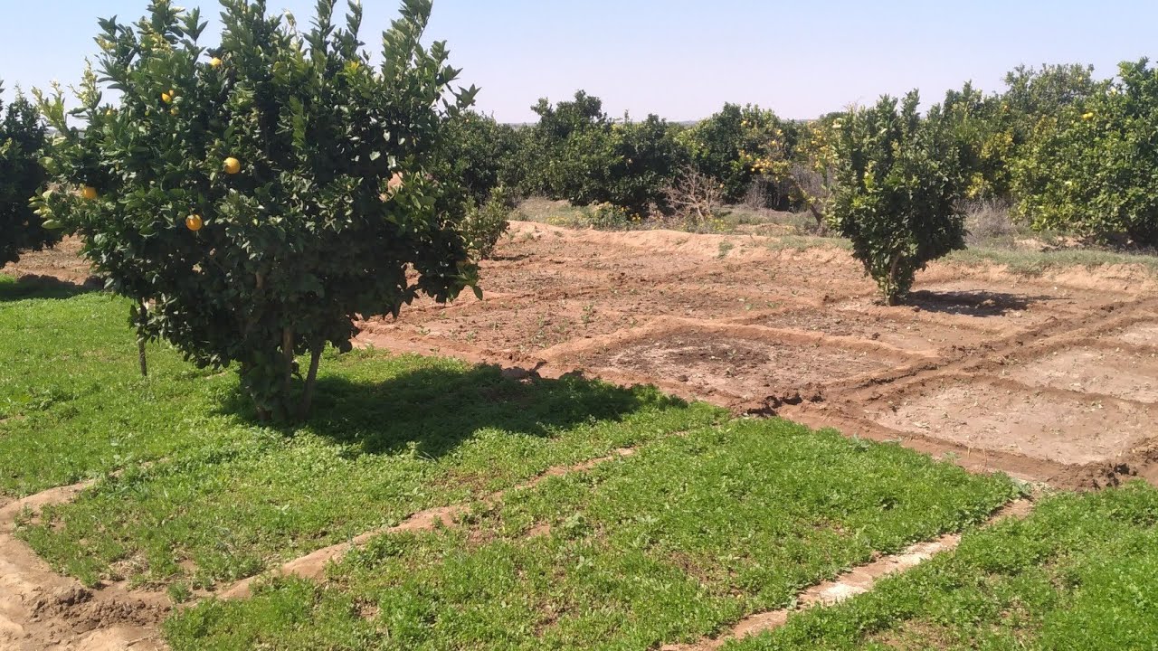 Qisada Walaasheen: Jinnul Caashaqii Waxay kaga adkaatay, Saliga Nabiga ﷺ  Siiqada ?