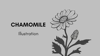 chamomile drawing | flower drawing | illustration | Vishal Meganathan