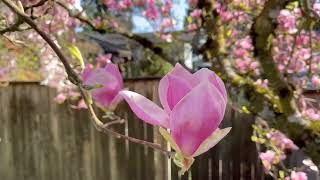 Beautiful Magnolia Flower In Spring