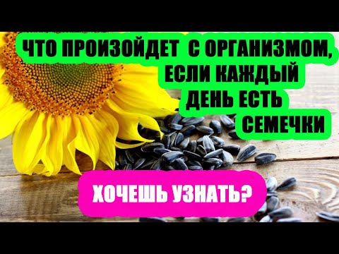 ЧТО БУДЕТ ЕСЛИ ЕСТЬ СЕМЕЧКИ ПОДСОЛНУХА. ПОЛЬЗА И ВРЕД СЕМЕЧЕК. СКОЛЬКО СЕМЕЧЕК можно есть.