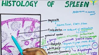 Histology of spleen