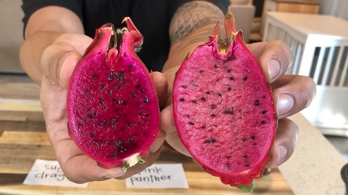 Sugar Dragon” Dragon Fruit – GalaPlants