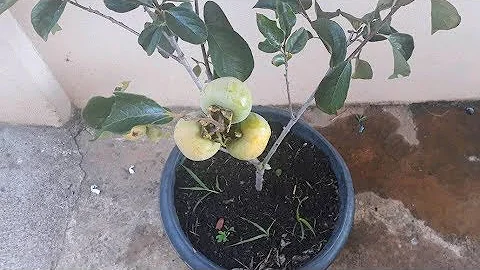 Como que é um pé de caqui?