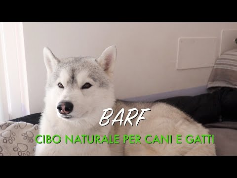 Video: Dieta BARF Per Cani - Ossa Nelle Diete Di Cibi Crudi Per Cani
