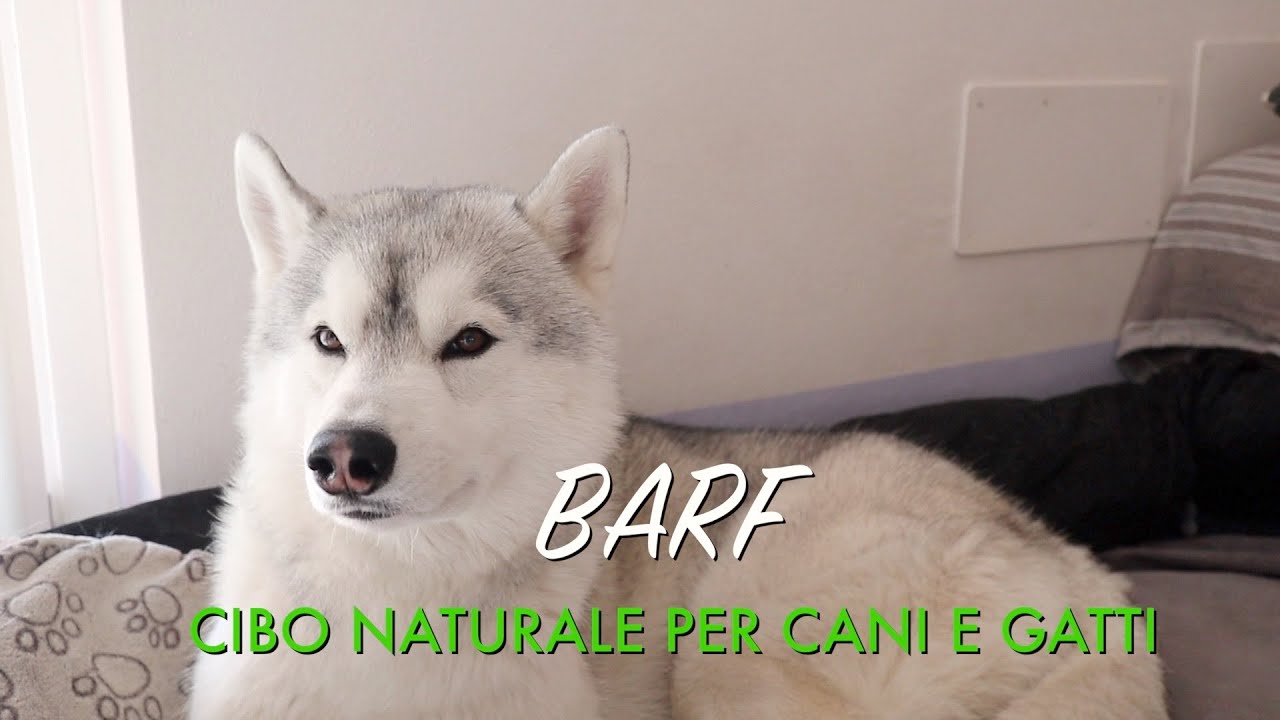 DIETA BARF - Cibo naturale per Cani e Gatti - YouTube