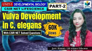 VULVA DEVELOPMENT IN C. elegans (PART-2) || CSIR NET|| DEVELOPMENTAL BIOLOGY | IMPORTANT