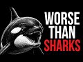 Why You Should Be Terrified of Orcas