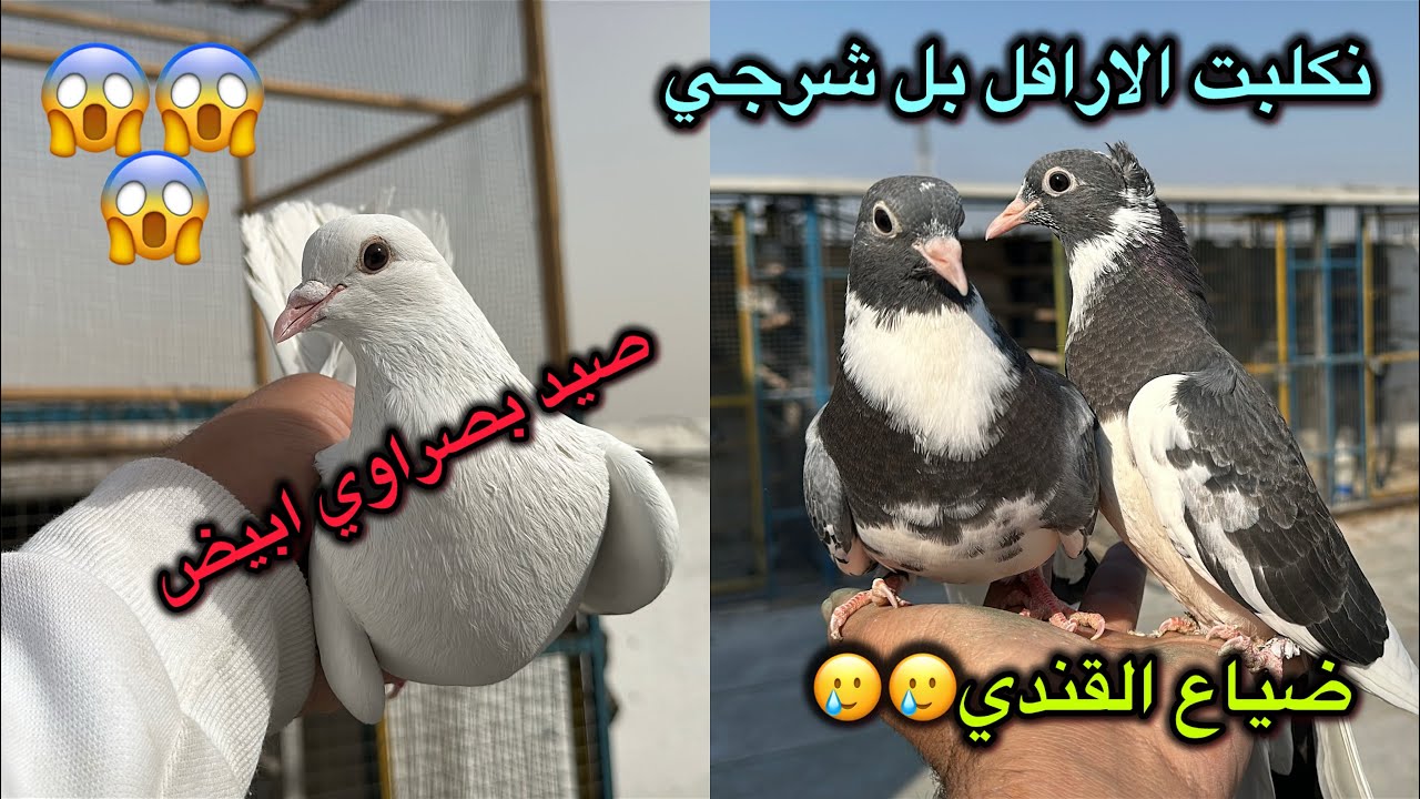 صيد بصراوي ابيض بل هوه 😍الشرجي غدر ب طيور🥲القندي سلملي🥹🥹🥹🥹