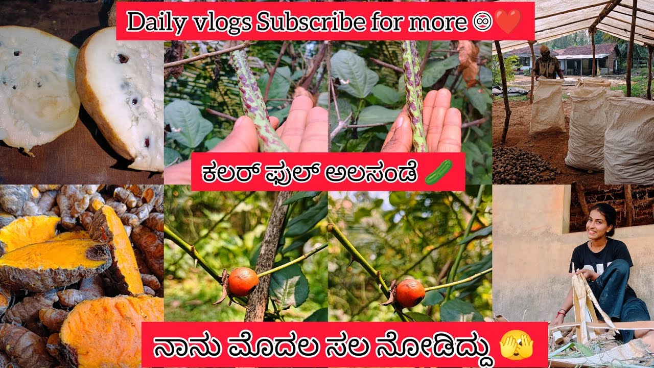 ನಾನು ಮೊದಲ ಸಲ ನೋಡಿದ್ದು 🫣ಗುಲಾಬಿ 🌹 ಗಿಡದಲ್ಲಿ ಹಣ್ಣು ಇದ್ದದ್ದು ನೋಡಿ🫢colorful ಅಲಸಂಡೆ 🥒