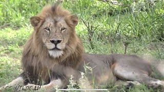 The Mighty Mayanbula Lion Pride & Their Skorro Males Ep 49