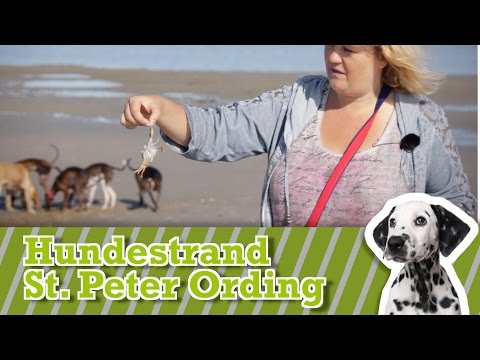 Video: Effekter Efter Ferien - Gastroenteritis Hos Hunde