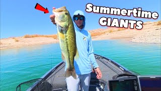 CRAZY Lake Mead Bass Fishing RIGHT NOW (Fishing Report)