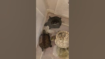 Rình rùa tai đỏ abino ăn thịt gà tại Ú Ù P.S CPC