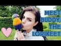 MEET BUDDY THE LORIKEET | PARRONT TIP TUESDAY | IRELAND.