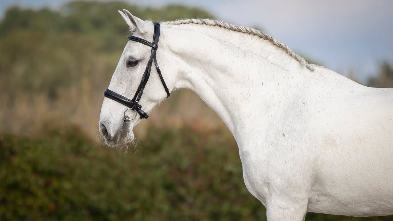 Horse for Sale |  Talented schoolmaster Lusitano mare - suitable for amateurs (REF