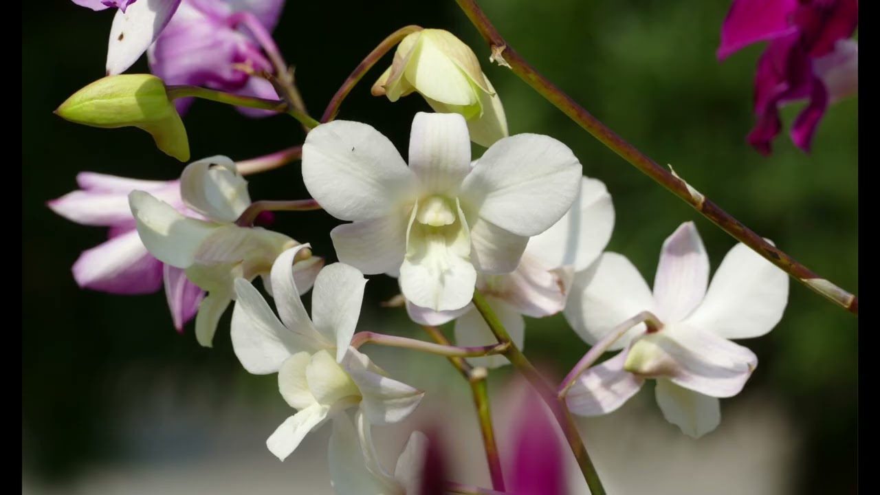 美艷花卉-攝於【白鷺湖】