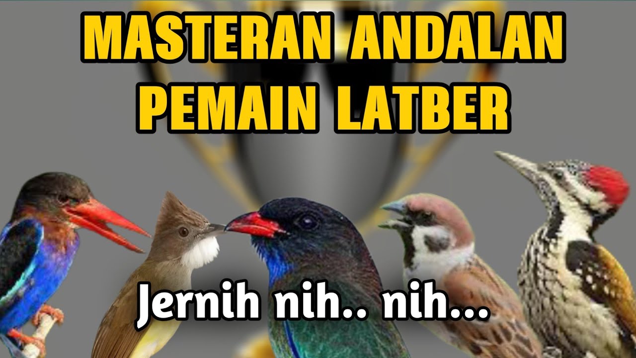 MASTERAN ANDALAN MURAI BATU LOMBA SUARA JERNIH. MATERI TEMBAKAN ROLL BESETAN KASAR MUDAH MASUK