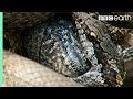 Iguana vs snakes full clip  planet earth ii  bbc earth