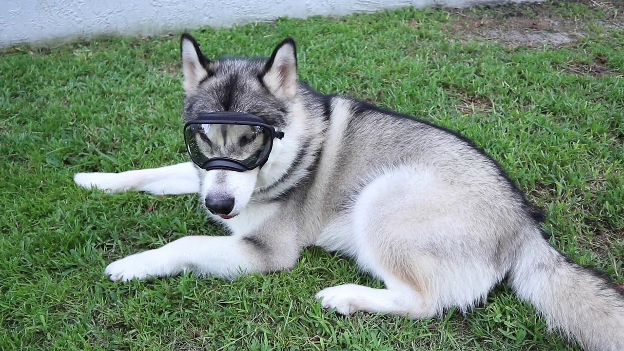 Malamute Try On Dog Goggles Rex Specs YouTube Malamute Try On Dog Goggles Rex Specs YouTube