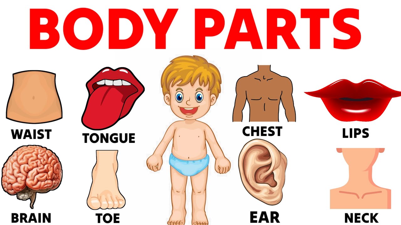 Body parts name , शरीर के अअंगों के नाम | Parts of our body | Learn ...