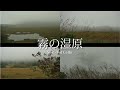 (初秋)霧の湿原と哀愁のチェロ　信州下諏訪（八島湿原）自然映像とBGM/心身浄化・癒し ）sound of sorrow cello