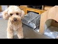 新しいペットハウスにお引っ越しをした大きいトイプードル【デカプー】【トイプードルのロアくん】【toy poodle】