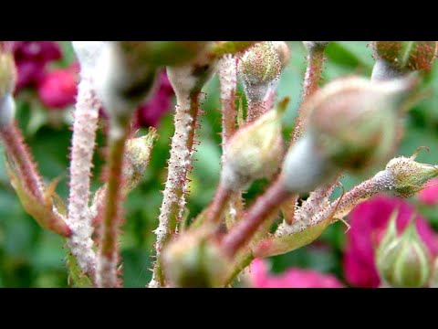 Roses Diseases And Treatment | white spots on rose leaves | powdery mildew on roses