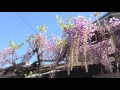 JUN_おんな花火師・花舞台_20170324